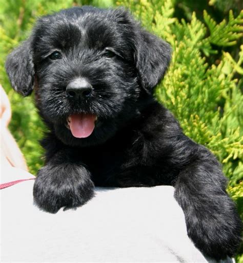 Giant schnauzer puppies for sale - Find Giant Schnauzer puppies for sale. The Giant Schnauzer's intelligence makes them highly trainable. They are loyal, hard workers and are best suited for an active household since they thrive off of rigorous activity. Our goal is to ensure every dog from our program is set up to live a happy and healthy life and is prepared for its future role. 